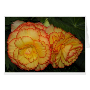 Begonias