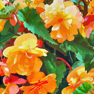 BEGONIAS CARD