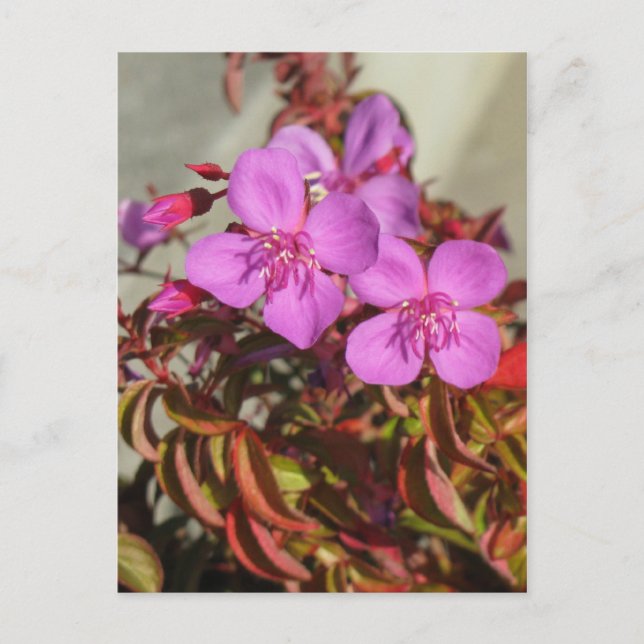 Begonias postcard, customise postcard (Front)