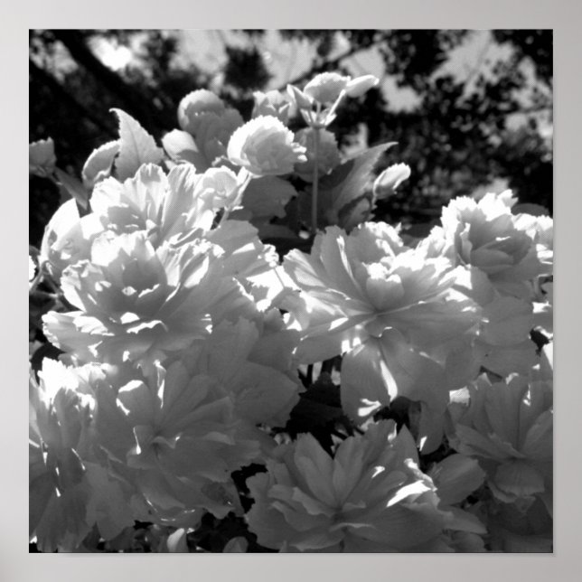 Begonias Poster (Front)