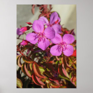 Begonias poster