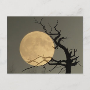 Behind - Full moon behind bare tree collage Postcard