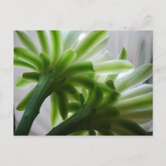 Behind the Scenes Postcard