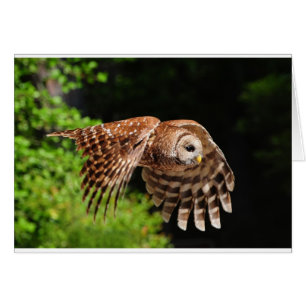 Behold, the magnficent Owl