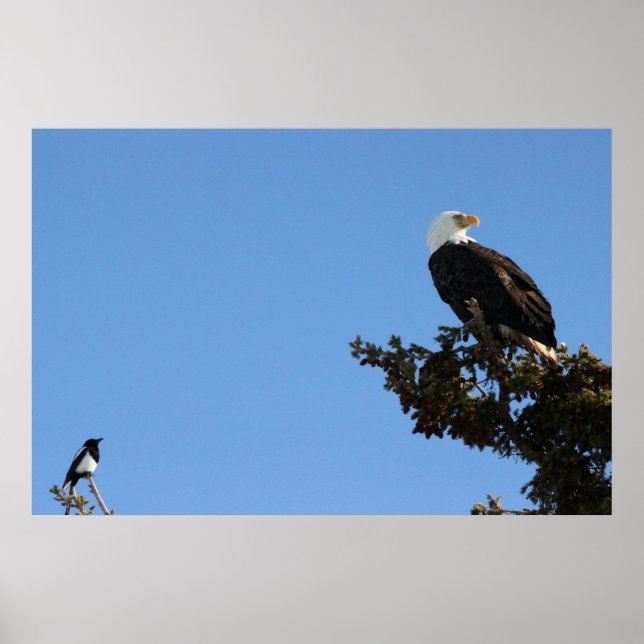 BEIAM Bald Eagle Ignores a Magpie Poster (Front)