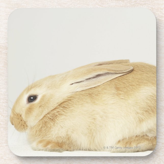 Beige bunny rabbit on white background 4 coaster (Front)
