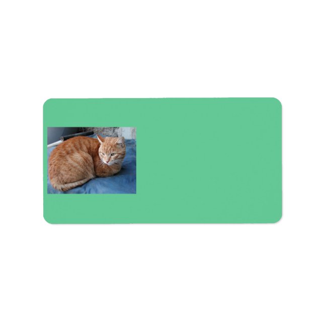 Beige Cat Address Label (Front)