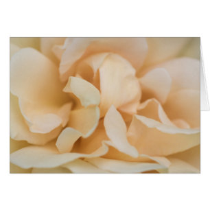Beige colour rose flower