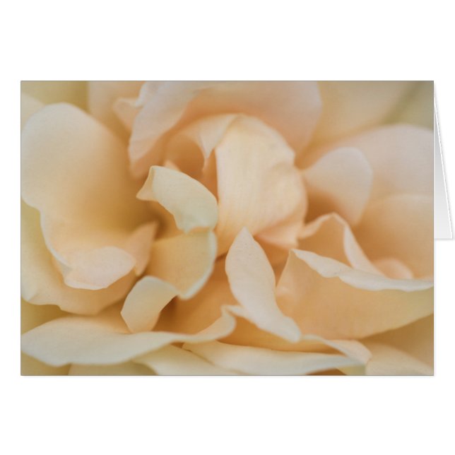 Beige colour rose flower (Front Horizontal)