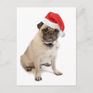 Beige pug with red santa hat on holiday postcard