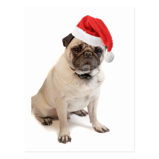 Beige pug with red santa hat on postcard