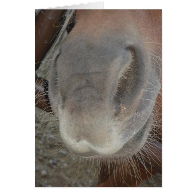 BEIN' NOSEY (Front)