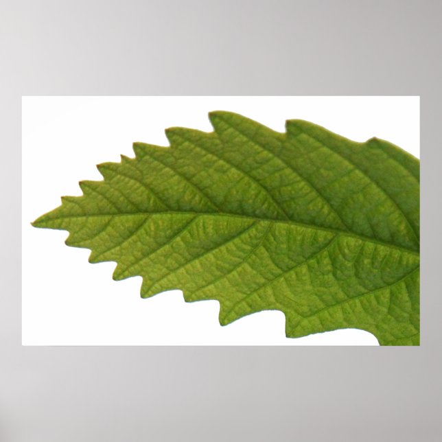 Being Green Poster (Front)