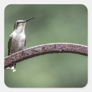 Being Little Hummingbird Sticker
