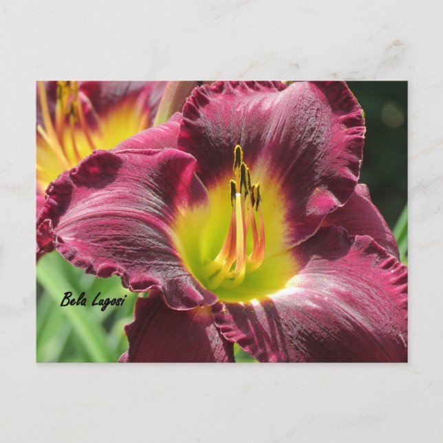 Bela Lugosi - Daylily Postcard (Front)