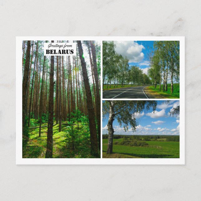 Belarus Greetings Nature Forest Scenery Postcard (Front)