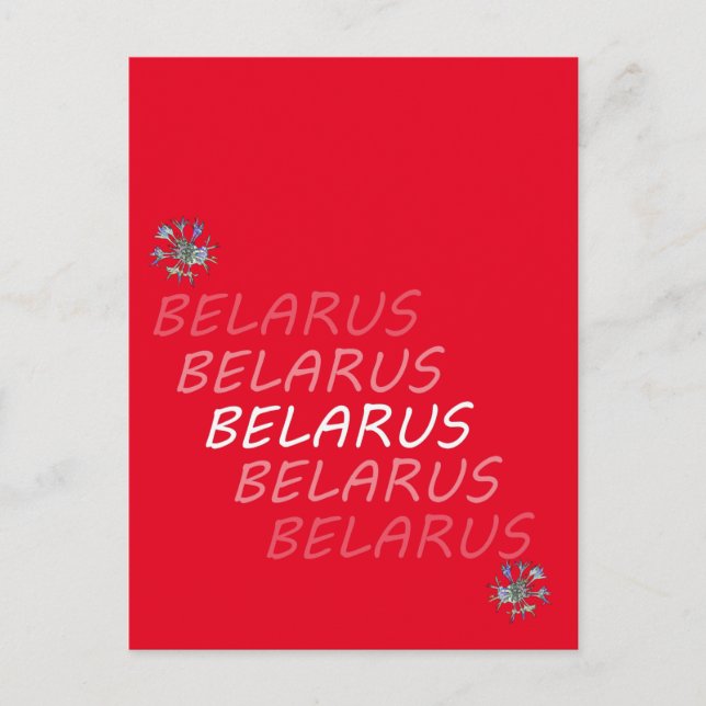 Belarus National Corn Flower Postcard (Front)