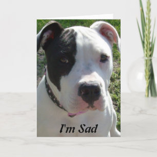 Belated Birthday Card with Pittbull Dog