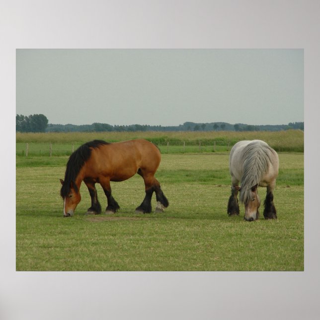 Belgian Draft Horse-one grey, one brown Poster (Front)