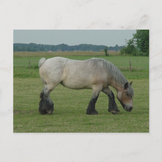 Belgian Draught   Horse-colour grey grazing Postcard (Front)