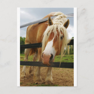 Belgian Draught Horse, Got Carrots? Postcard