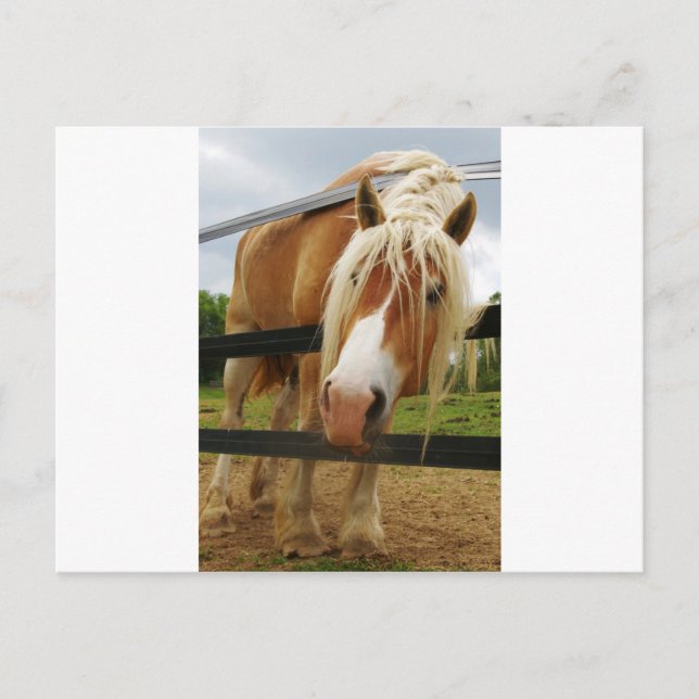 Belgian Draught Horse, Got Carrots? Postcard (Front)