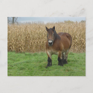 Belgian Draught Horse-in front of a corn field Postcard