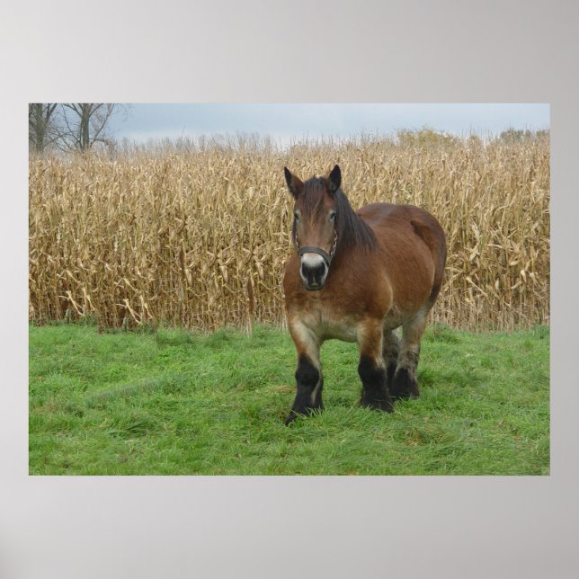 Belgian Draught   Horse-in front of a corn field Poster (Front)