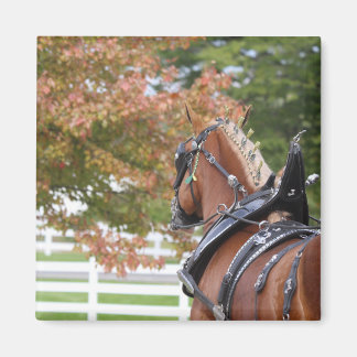 Belgian Draught horse in harness magnet