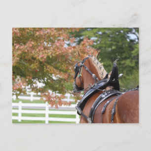 Belgian Draught Horse in Harness Postcard
