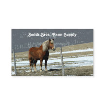 Belgian Draught Horse In Paddock Business Card