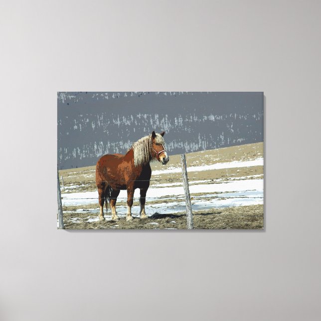 Belgian Draught Horse In Paddock Canvas Art (Front)