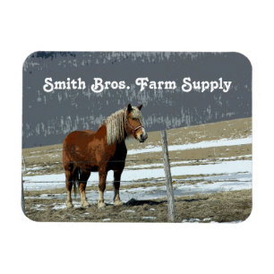 Belgian Draught Horse In Paddock Flexible Magnet