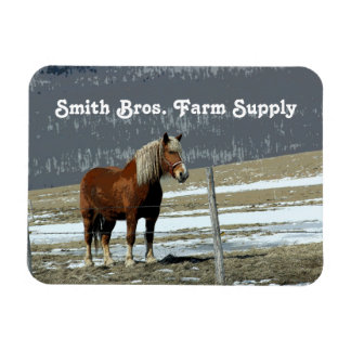 Belgian Draught Horse In Paddock Flexible Magnet