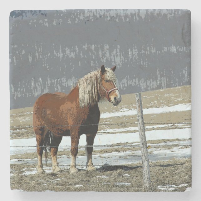 Belgian Draught Horse In Paddock Stone Coaster (Front)