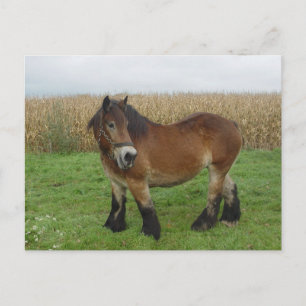 Belgian Draught   Horse-looking back Postcard