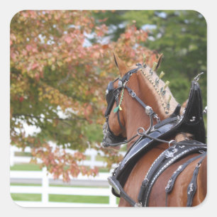 Belgian Draught Horse stickers