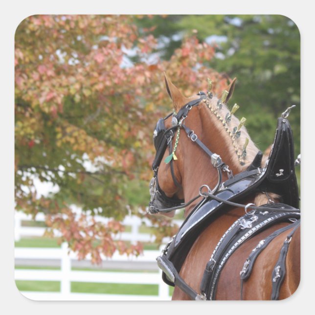 Belgian Draught Horse stickers (Front)