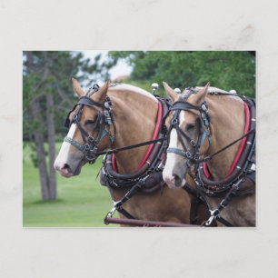 Belgian Draught Horse Team Postcard