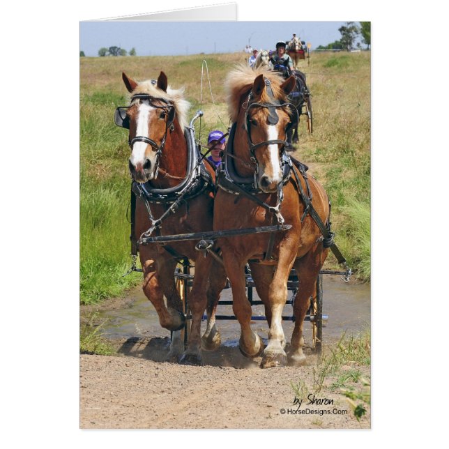 Belgian Draught   Horses (Front)
