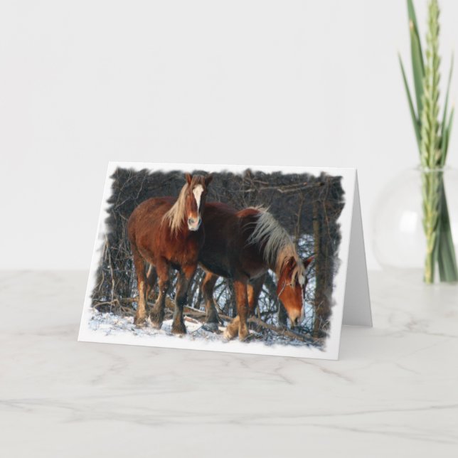 Belgian Draught   Horses Greeting Card (Front)