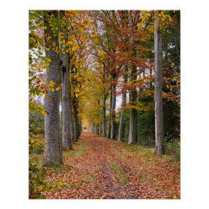 Belgian forest in Fall Season travel Poster