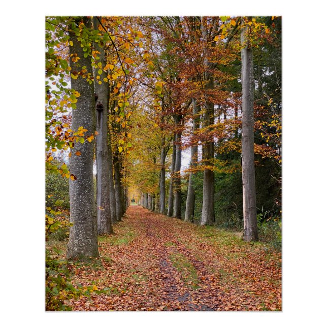 Belgian forest in Fall Season travel Poster (Front)