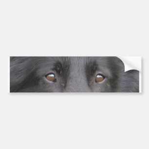Belgian_Groenendael eyes.png Bumper Sticker