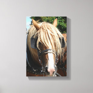 Belgian Horse Canvas Print