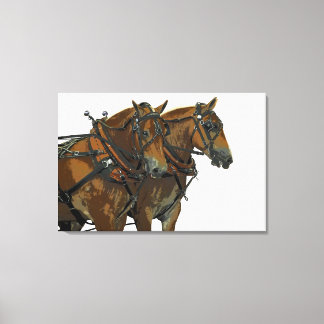 Belgian Horse Draught Team Stretched Canvas Art
