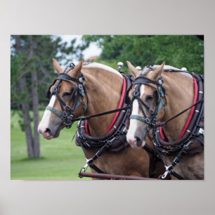 Belgian Horse Team Poster