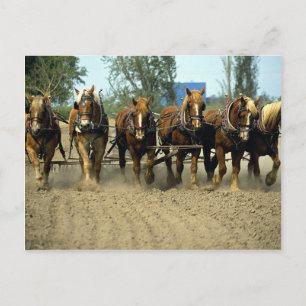 Belgian horses ploughing, six-up, Red Top Farm, Ca Postcard