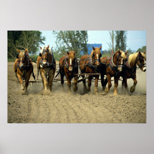 Belgian horses ploughing, six-up, Red Top Farm, Ca Poster