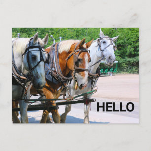 Belgian Horses Postcard
